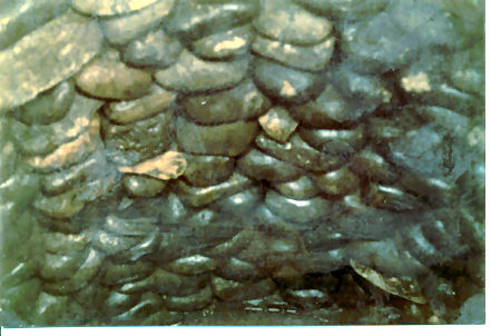A photo of the interior of a cobble stone well that served Easington Hall